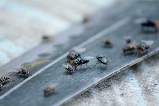 Invasion de mouches à Paris : 5 conseils pour les éloigner