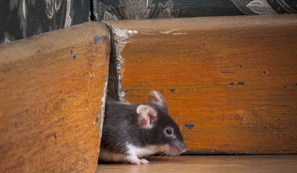 Infestation de souris en Île-de-France : Des dangers pour votre santé