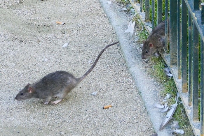 Détecter les rats à Paris : Quelle est la meilleure méthode ?