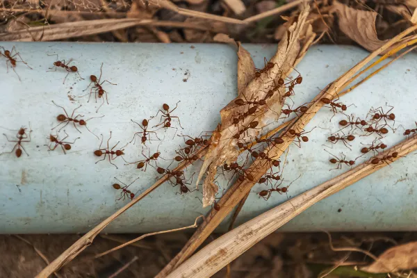 extermination de fourmis