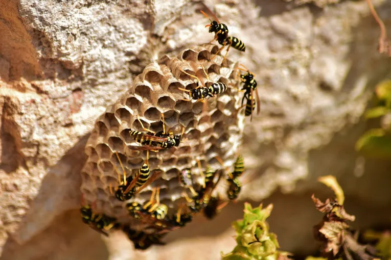 extermination de nuisibles Découvrez tout sur les guêpes et frelons : identification, prévention et traitement efficace. Protégez votre maison des infestations de guêpes et frelons avec nos conseils experts