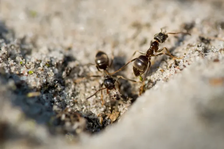 Risques sanitaires des infestations de fourmis et impact sur la santé