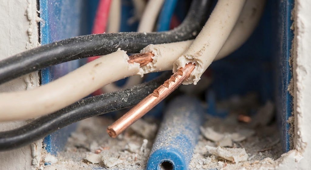 Gros plan sur des fils électriques rongés et dénudés par des rats dans un mur, montrant le cuivre à nu et des marques de dents.