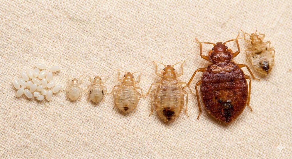 Cycle de vie punaise de lit de l'oeuf à l'adulte nymphes et taille