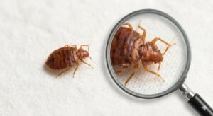 Reconnaitre une punaise de lit : Guide identification photo macro