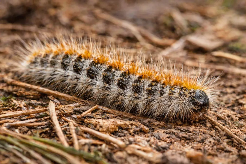 Gros plan d’une chenille processionnaire du pin (Thaumetopoea pityocampa) se déplaçant sur un sol couvert d’aiguilles de pin.