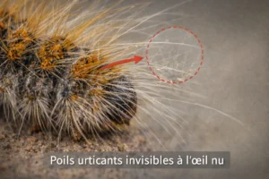Gros plan des poils urticants microscopiques d’une chenille processionnaire du pin, invisibles à l’œil nu.