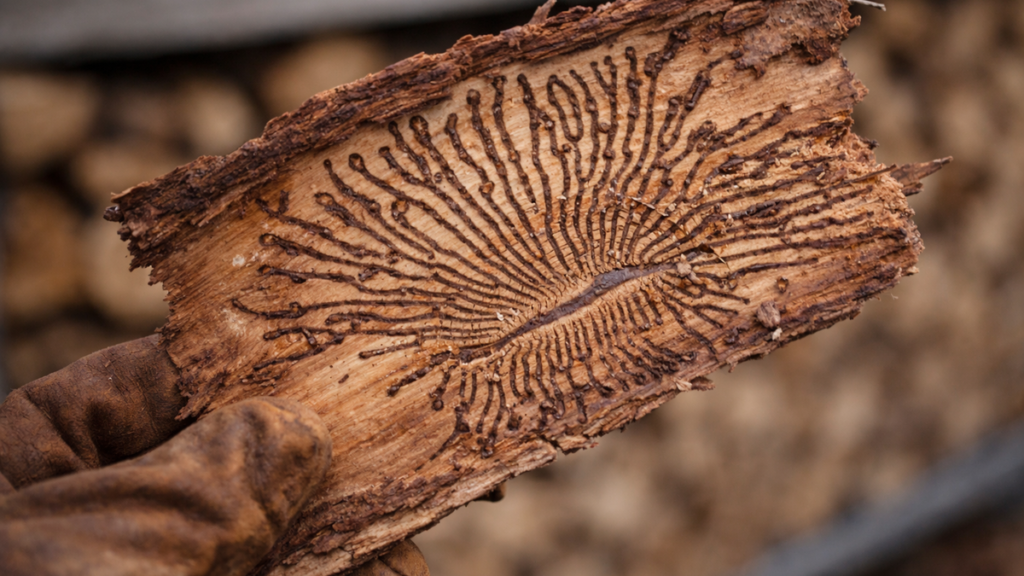 Écorce retournée révélant les galeries en éventail de scolytes sous l'écorce d'une bûche de chauffage