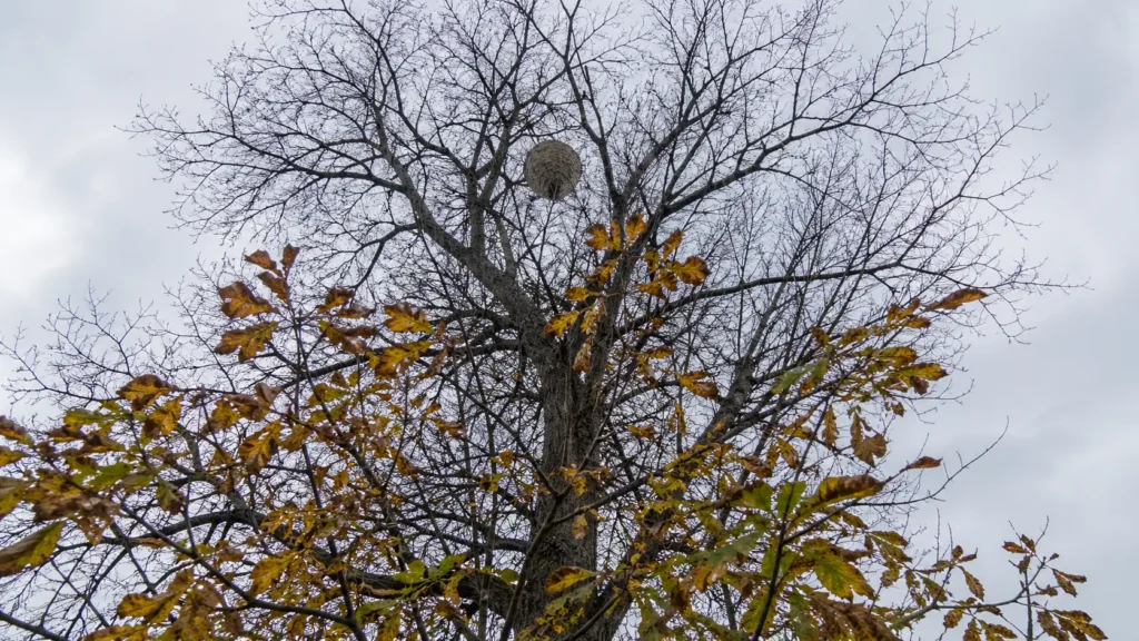 Grand nid sphérique de frelon asiatique dans la cime d'un châtaignier en automne