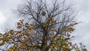 Grand nid sphérique de frelon asiatique dans la cime d'un châtaignier en automne