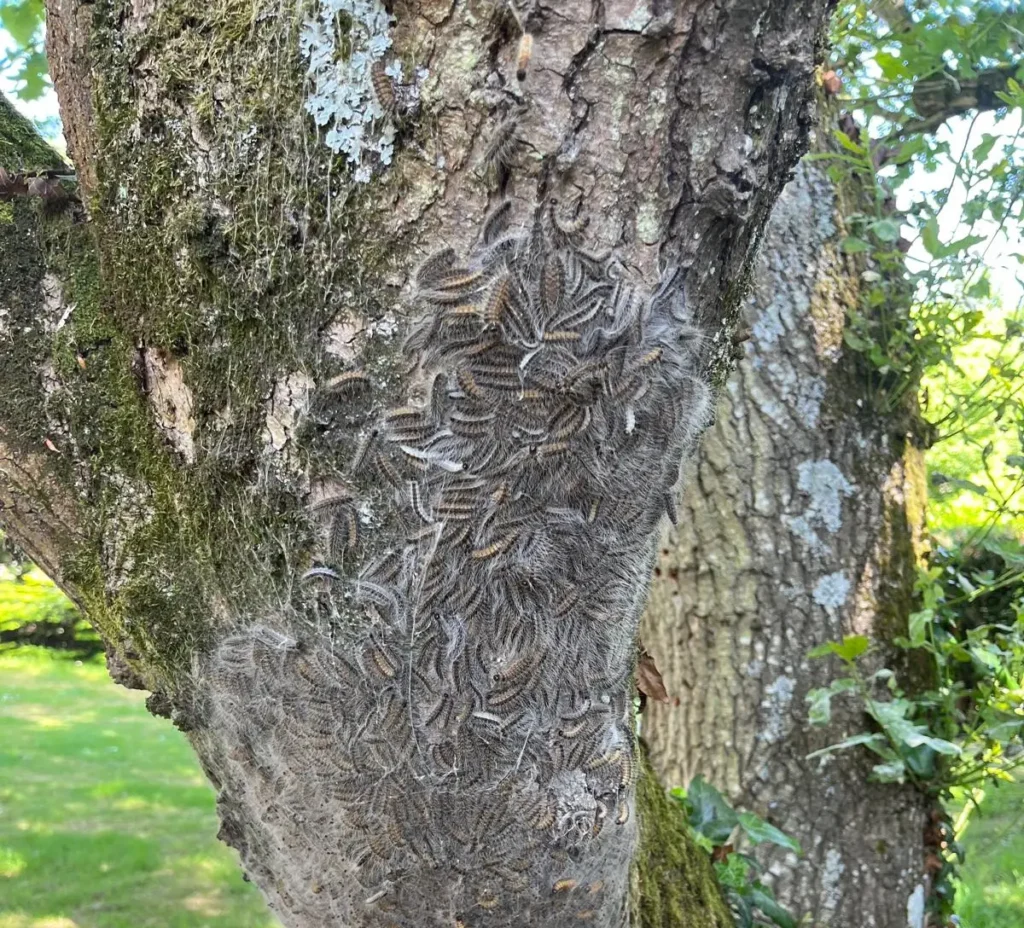 Chenilles processionnaires sur un tronc d'arbre à Rambouillet, Sud Yvelines