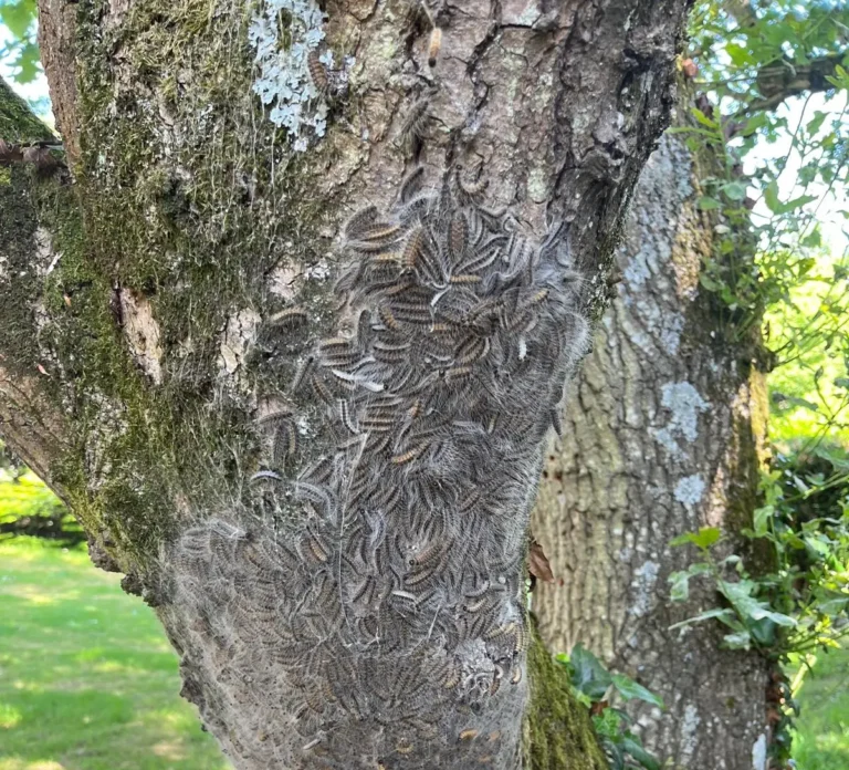 Chenilles processionnaires sur un tronc d'arbre à Rambouillet, Sud Yvelines