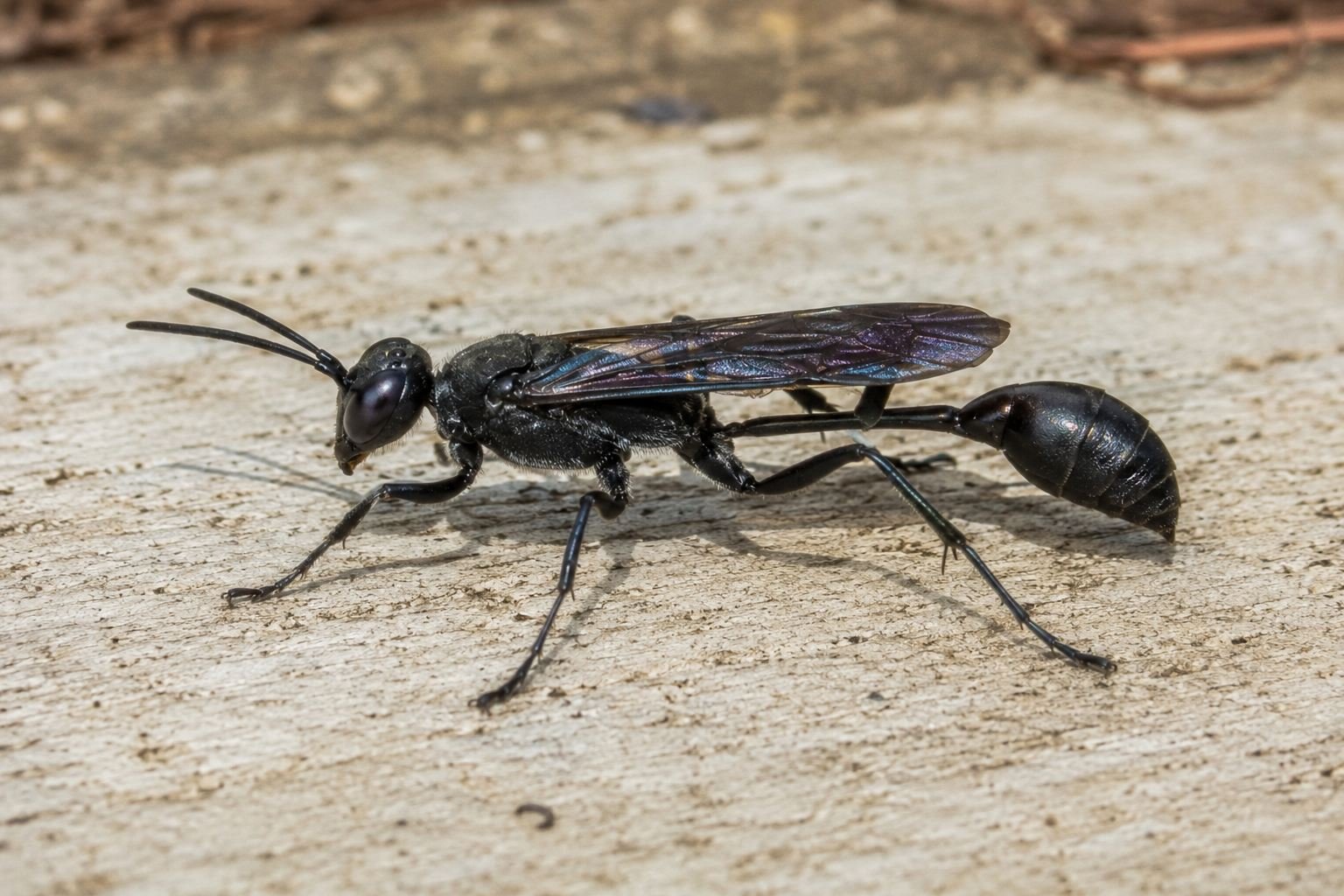Guêpe noire : identifier l
