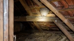 Nid de guêpes sous la toiture : risques et solutions